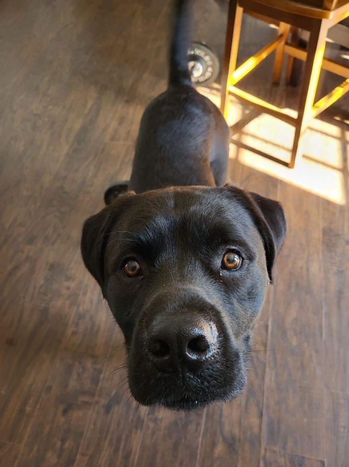 Ranger, an adoptable Labrador Retriever & Boxer Mix in Conover, NC_image-2