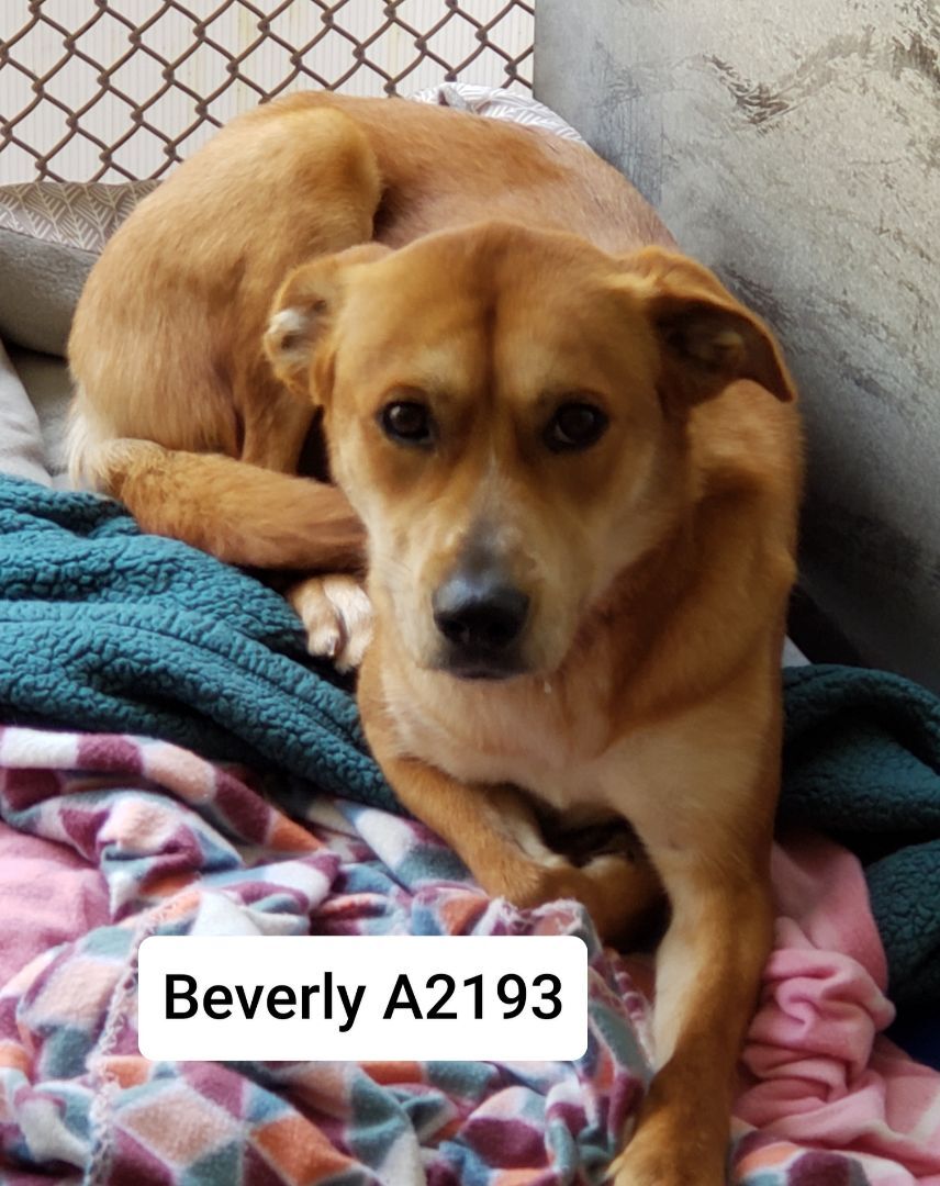 Beverly A2193