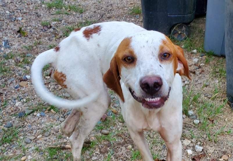 Copper, an adoptable Labrador Retriever in Foreman, AR, 71836 | Photo Image 1