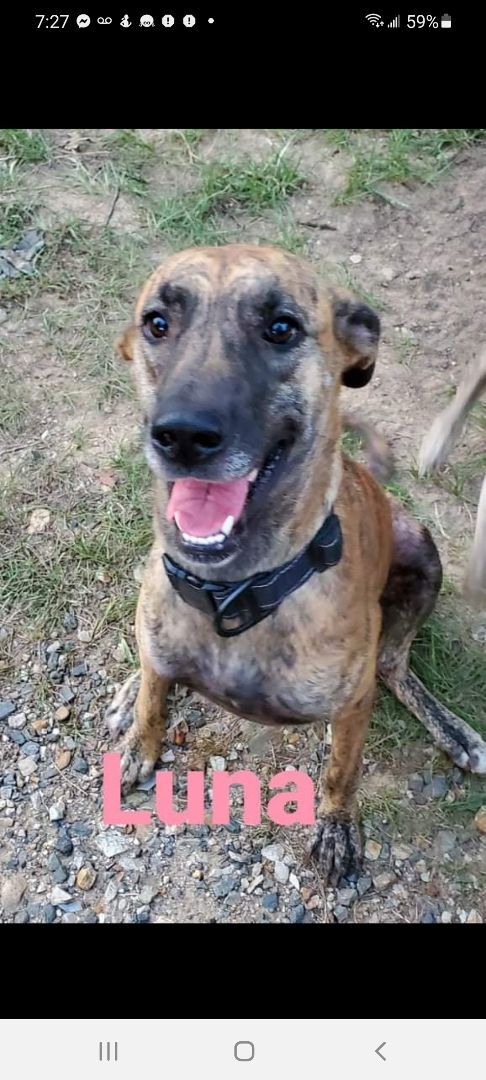 Luna, an adoptable Great Dane in Foreman, AR, 71836 | Photo Image 2