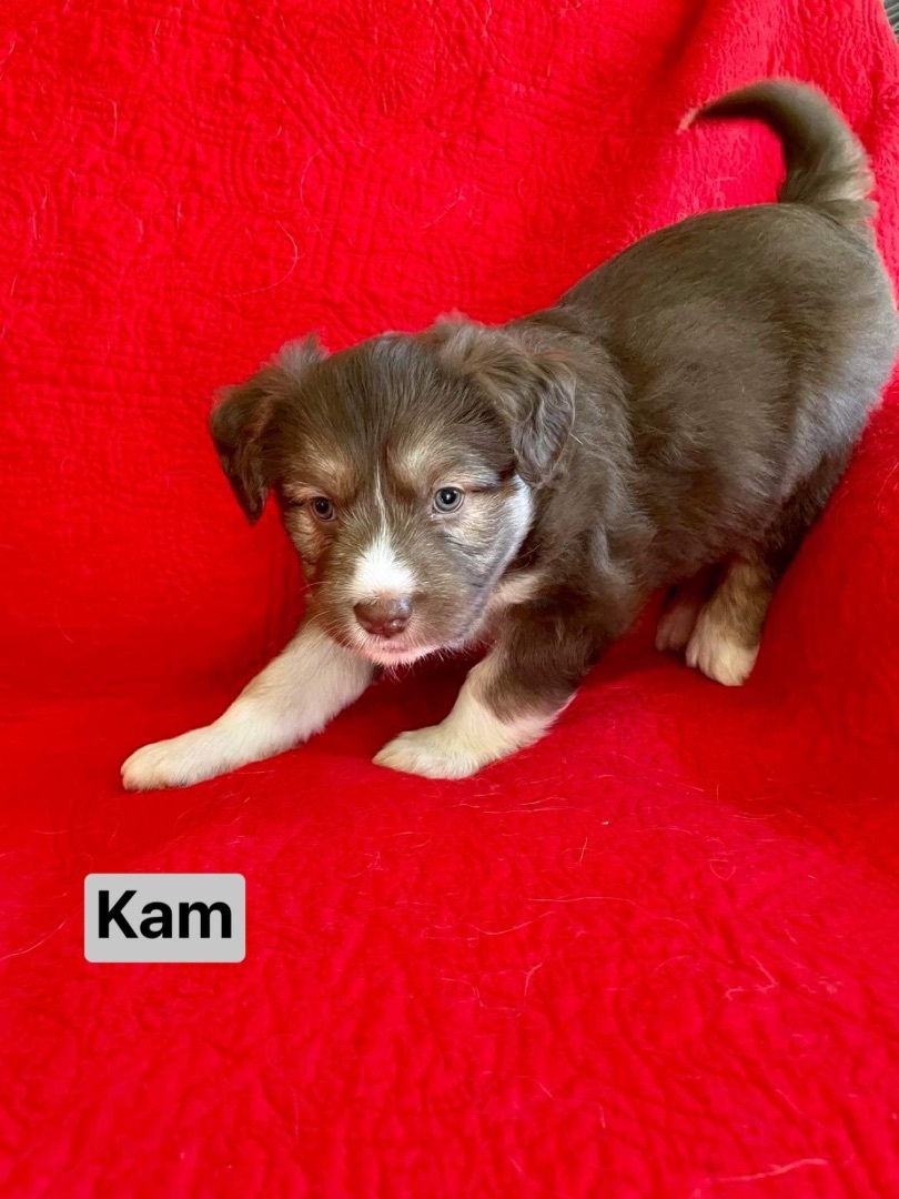 Kam