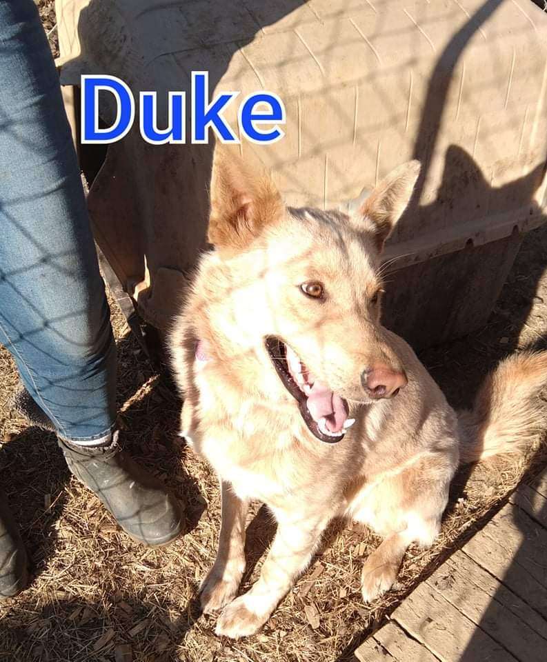 Duke