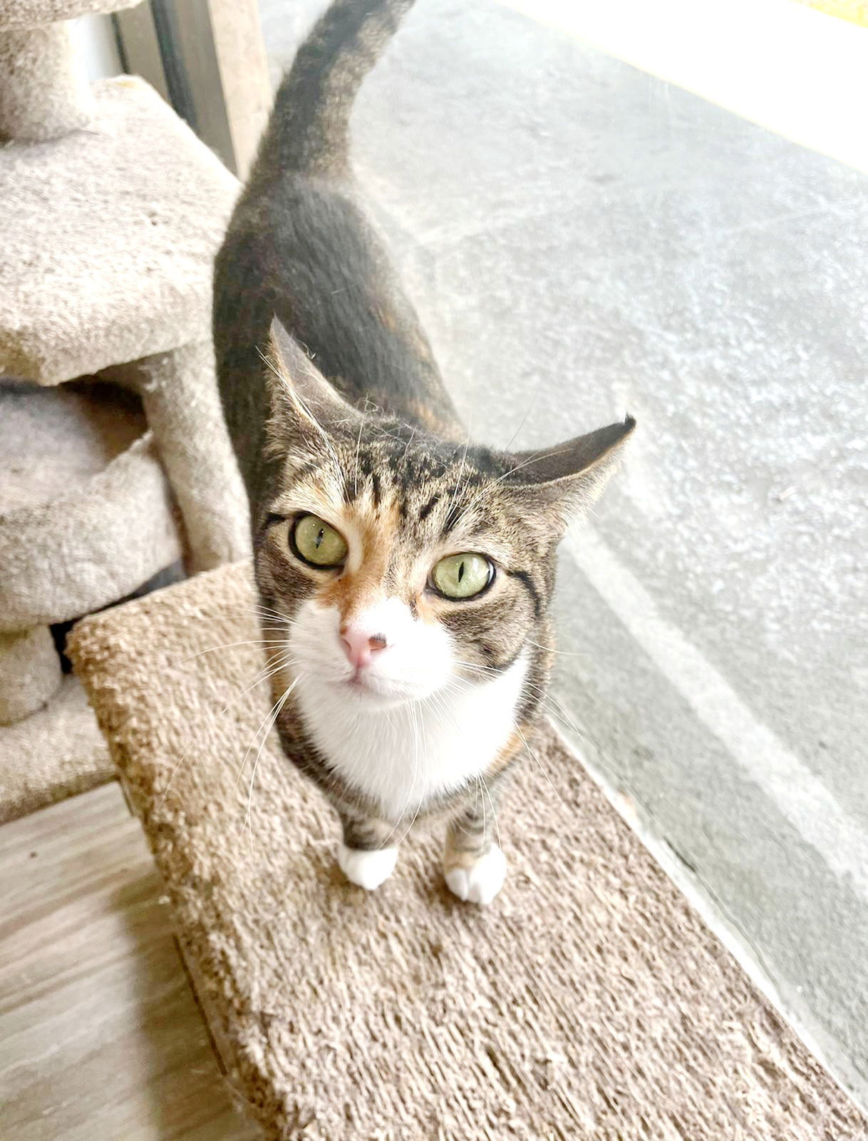 Daisy, an adoptable Domestic Short Hair in Margate, FL, 33068 | Photo Image 3