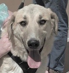 Tacoma-Also available in Colorado Springs, an adoptable Great Pyrenees, Akbash in San Luis, CO, 81152 | Photo Image 2