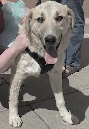 Tacoma-Also available in Colorado Springs, an adoptable Great Pyrenees, Akbash in San Luis, CO, 81152 | Photo Image 3