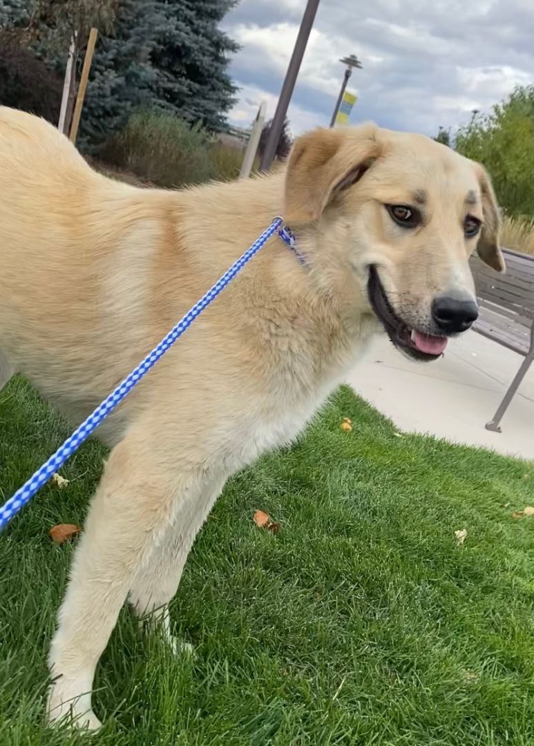 Tacoma-Also available in Colorado Springs, an adoptable Great Pyrenees, Akbash in San Luis, CO, 81152 | Photo Image 1