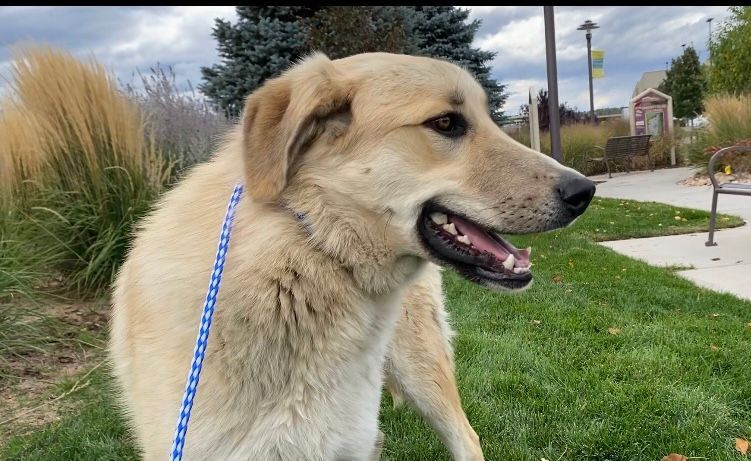 Tacoma-Also available in Colorado Springs, an adoptable Great Pyrenees, Akbash in San Luis, CO, 81152 | Photo Image 4