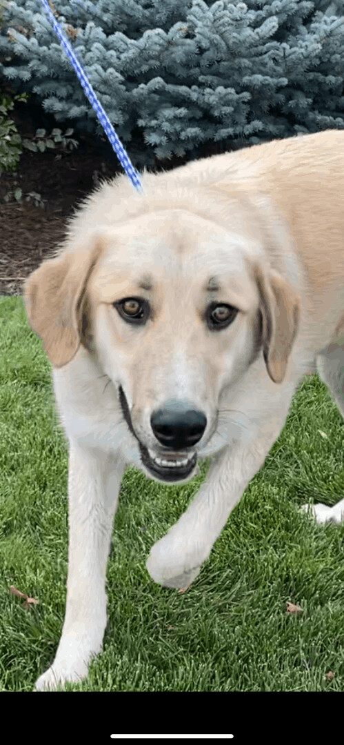 Tacoma-Also available in Colorado Springs, an adoptable Great Pyrenees, Akbash in San Luis, CO, 81152 | Photo Image 5