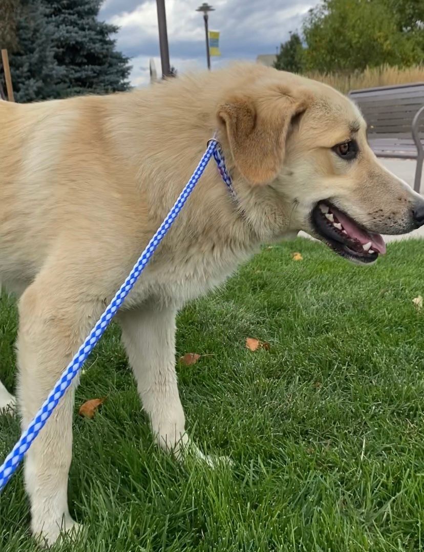 Tacoma-Also available in Colorado Springs, an adoptable Great Pyrenees, Akbash in San Luis, CO, 81152 | Photo Image 6