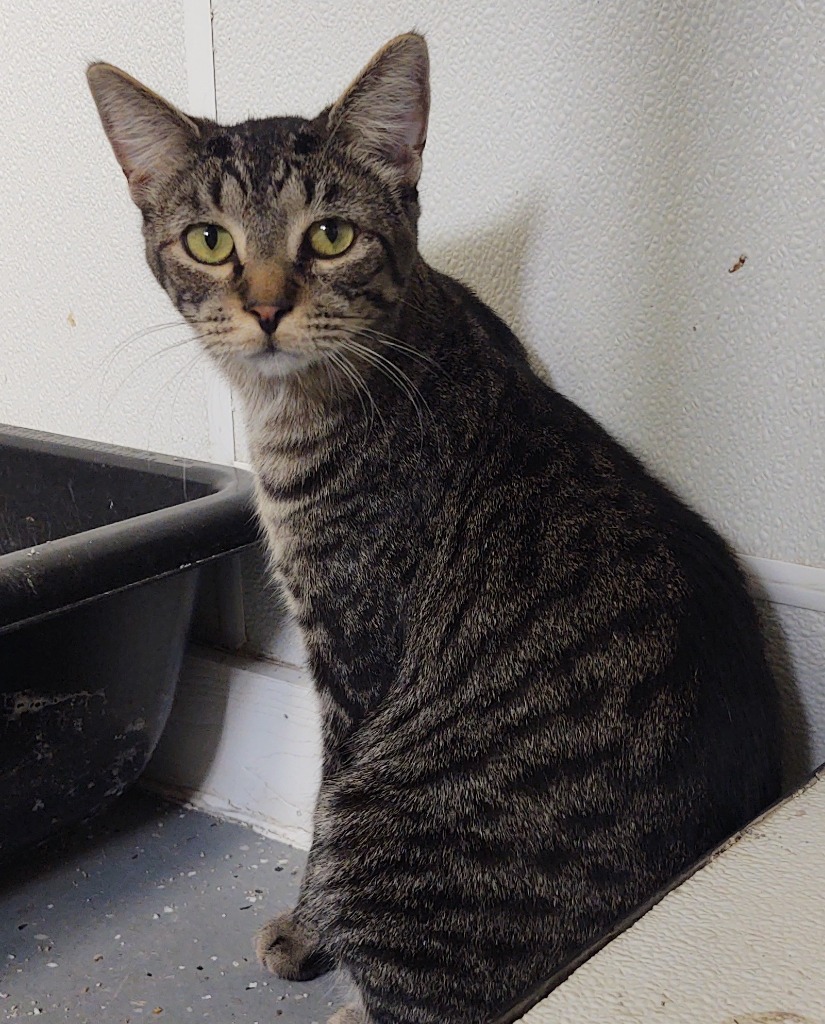 Mojo, an adoptable Domestic Short Hair in Saginaw, MI, 48604 | Photo Image 1