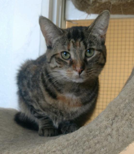 Sugar, an adoptable Domestic Short Hair in Saginaw, MI, 48604 | Photo Image 1