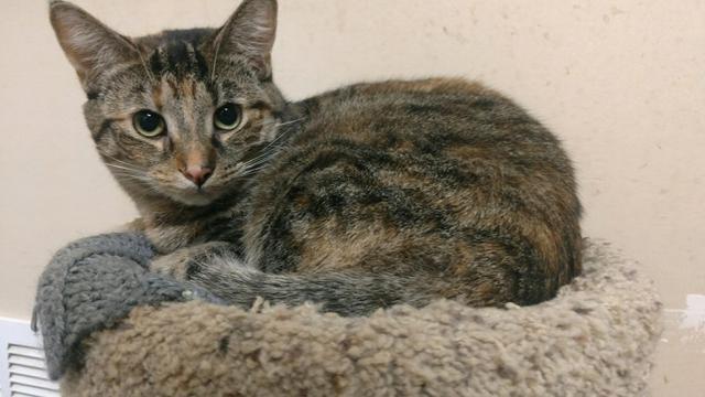 Sugar, an adoptable Domestic Short Hair in Saginaw, MI, 48604 | Photo Image 3