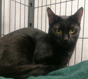 Tierra, Adult Female unknown