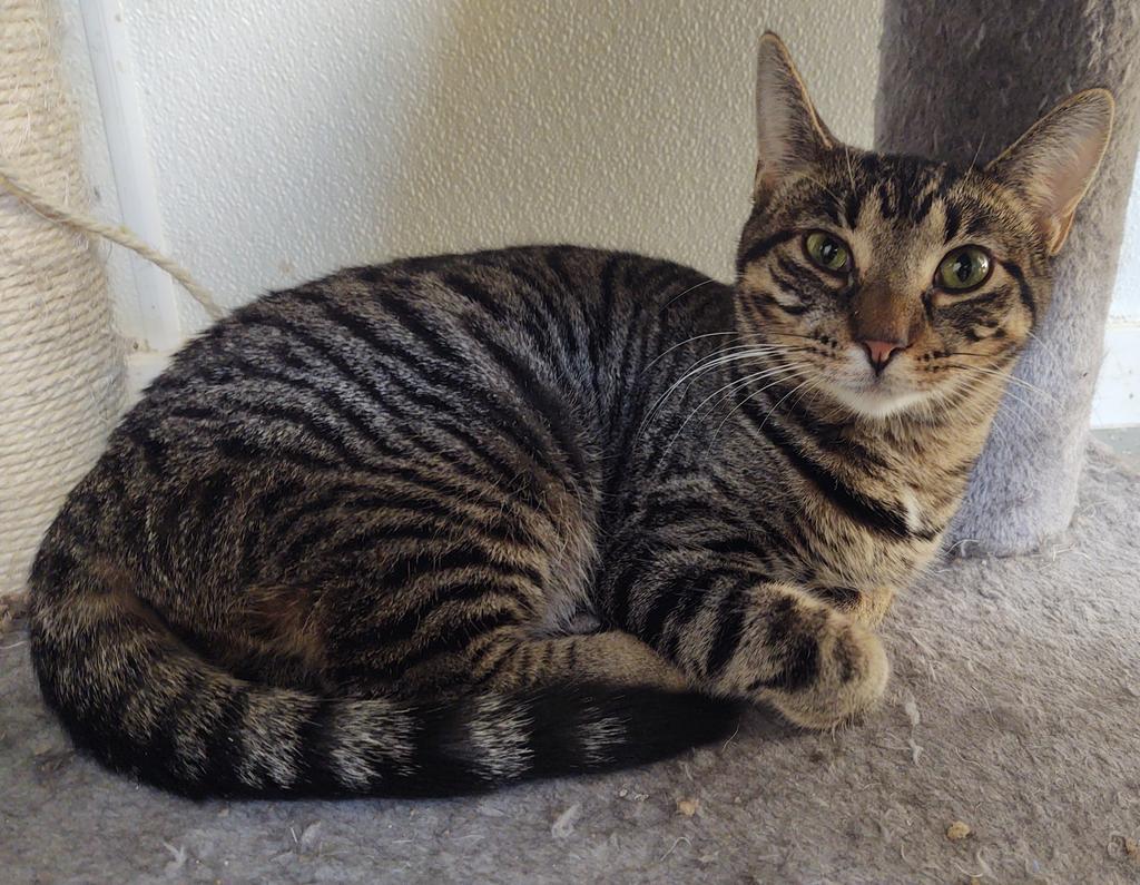 Blue, an adoptable Domestic Short Hair in Saginaw, MI, 48604 | Photo Image 1