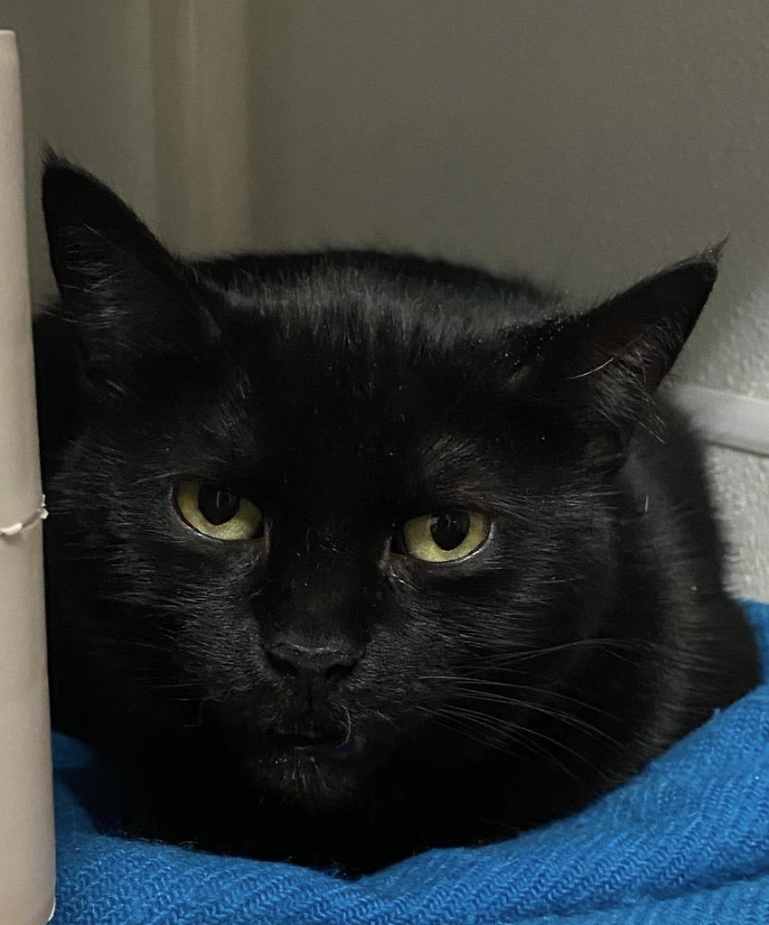 Fiona, an adoptable Domestic Short Hair in Saginaw, MI, 48604 | Photo Image 1