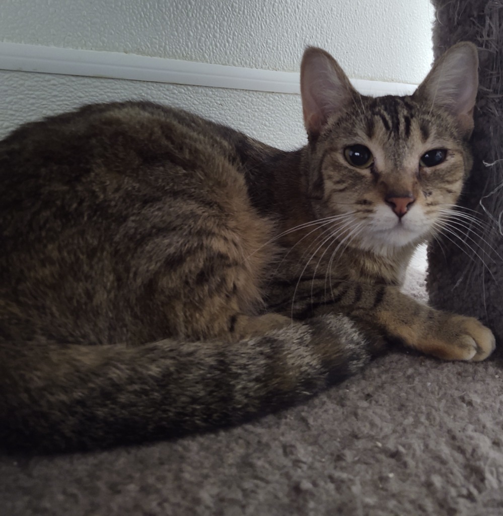 Laurel, an adoptable Domestic Short Hair in Saginaw, MI, 48604 | Photo Image 1