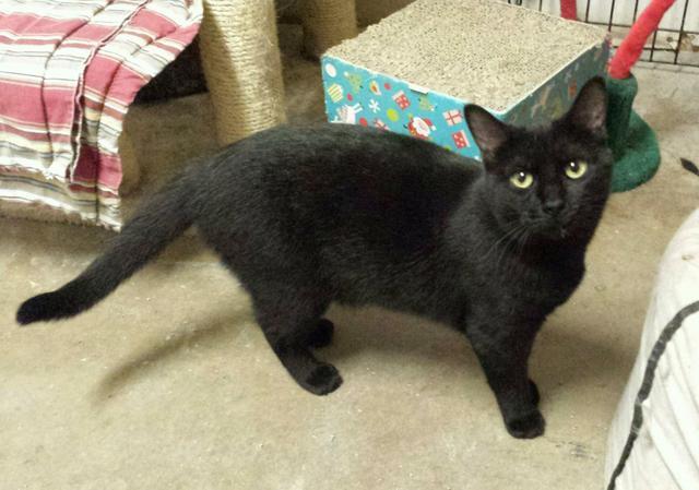 Lindy, an adoptable Domestic Medium Hair in Saginaw, MI, 48604 | Photo Image 3