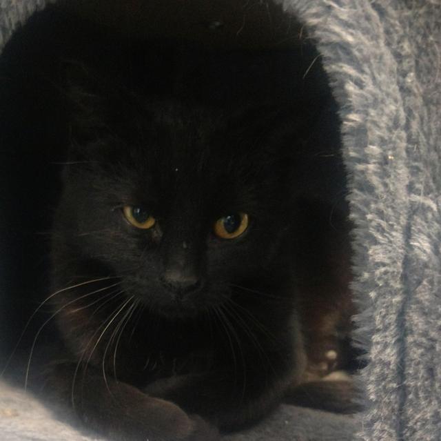 Henrrietta (momma Cat), an adoptable Domestic Short Hair in Saginaw, MI, 48604 | Photo Image 2