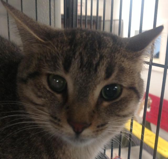 Jodie, an adoptable Domestic Short Hair in Saginaw, MI, 48604 | Photo Image 1