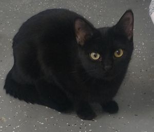 Ellie, Senior Female unknown
