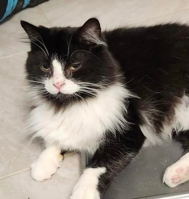 Tuna (Petunia), an adoptable Domestic Long Hair in Saginaw, MI, 48604 | Photo Image 1