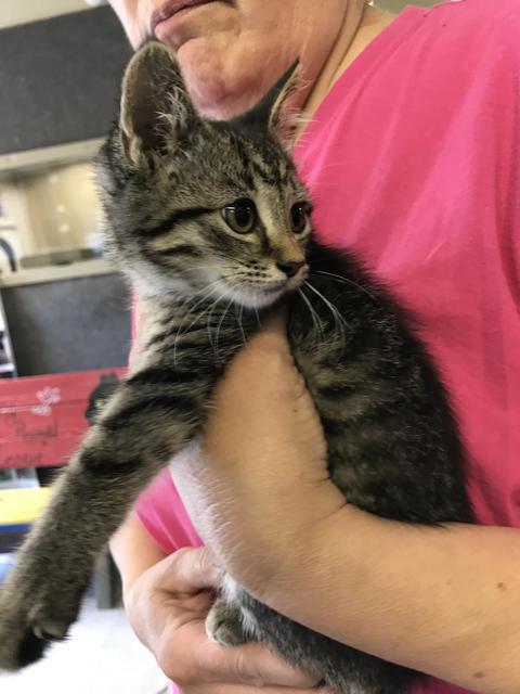 Wednesday, an adoptable Domestic Medium Hair in Saginaw, MI, 48604 | Photo Image 2