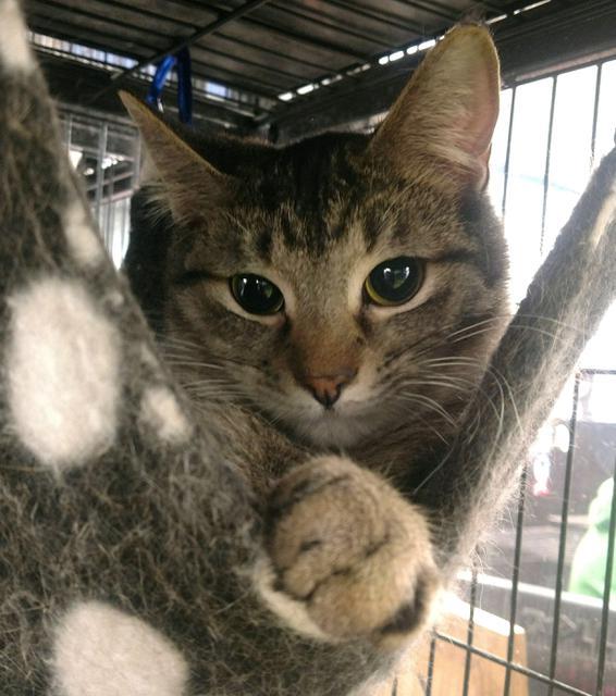 Wednesday, an adoptable Domestic Medium Hair in Saginaw, MI, 48604 | Photo Image 3