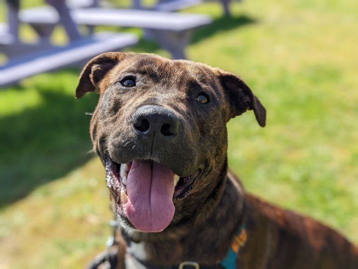 Moses, an adoptable Mixed Breed in Bellingham, WA_image-1