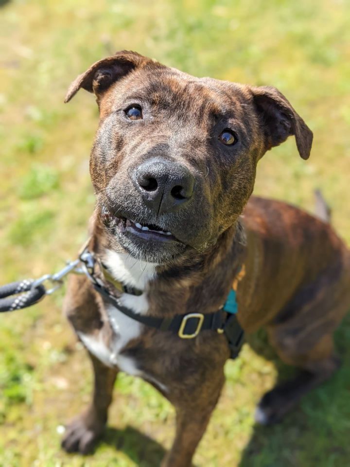 Moses, an adoptable Mixed Breed in Bellingham, WA_image-2