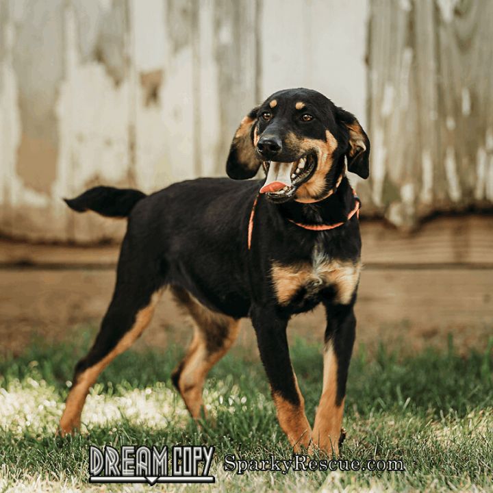 Hound mix puppies!, an adoptable Hound Mix in Owensboro, KY_image-2