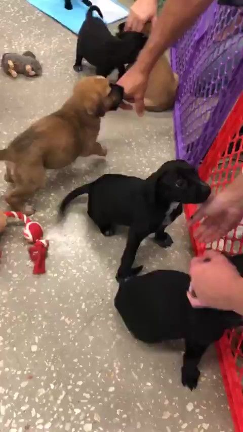 8 WEEK OLD LAB MIX PUPPIES READY FOR ADOPTION!