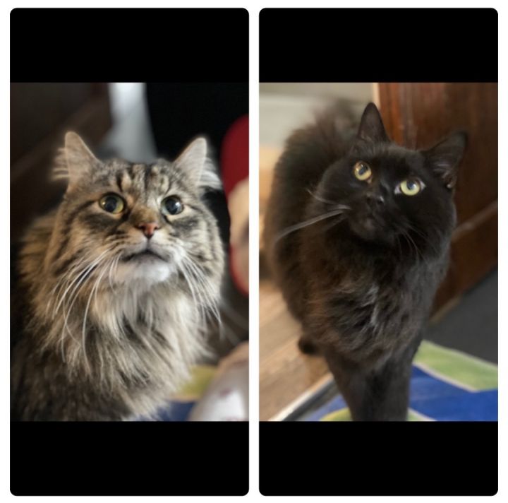 Jack & Jill - 5 Year Old Bro/Sis Combo Package!, an adoptable Domestic Long Hair & Maine Coon Mix in Omaha, NE_image-1