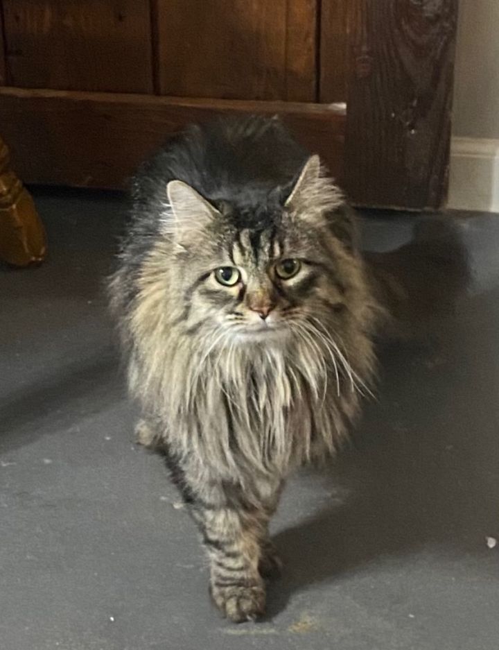 Jack & Jill - 5 Year Old Bro/Sis Combo Package!, an adoptable Domestic Long Hair & Maine Coon Mix in Omaha, NE_image-3