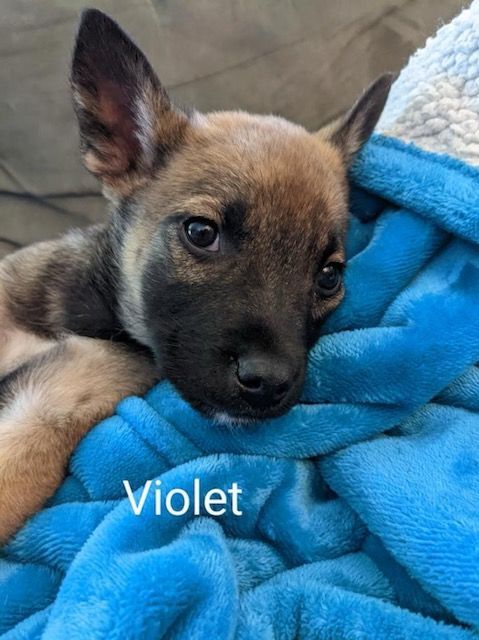 Violet