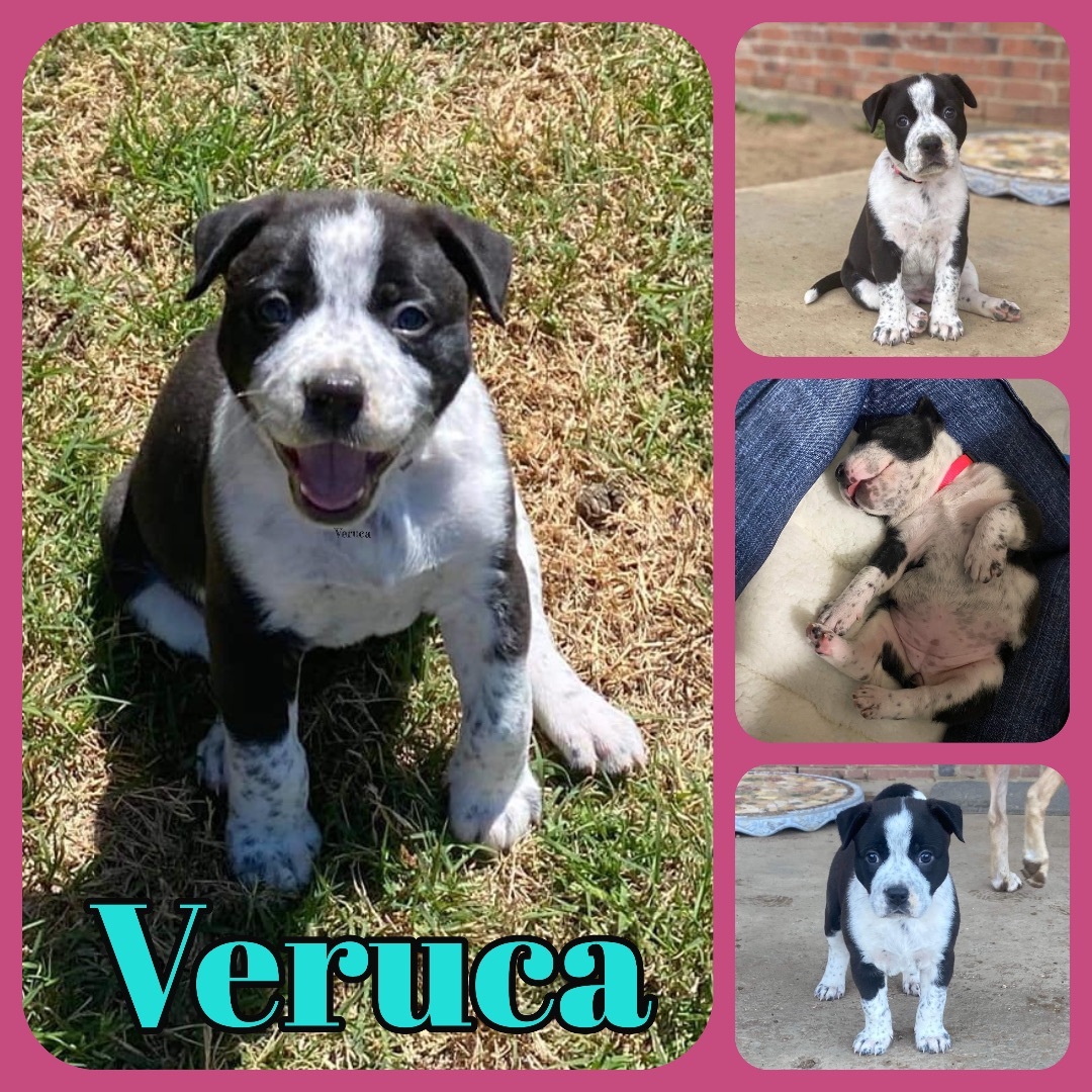 Veruca