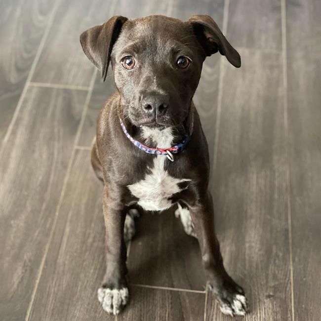 Swiffer Pup - Rubbermaid