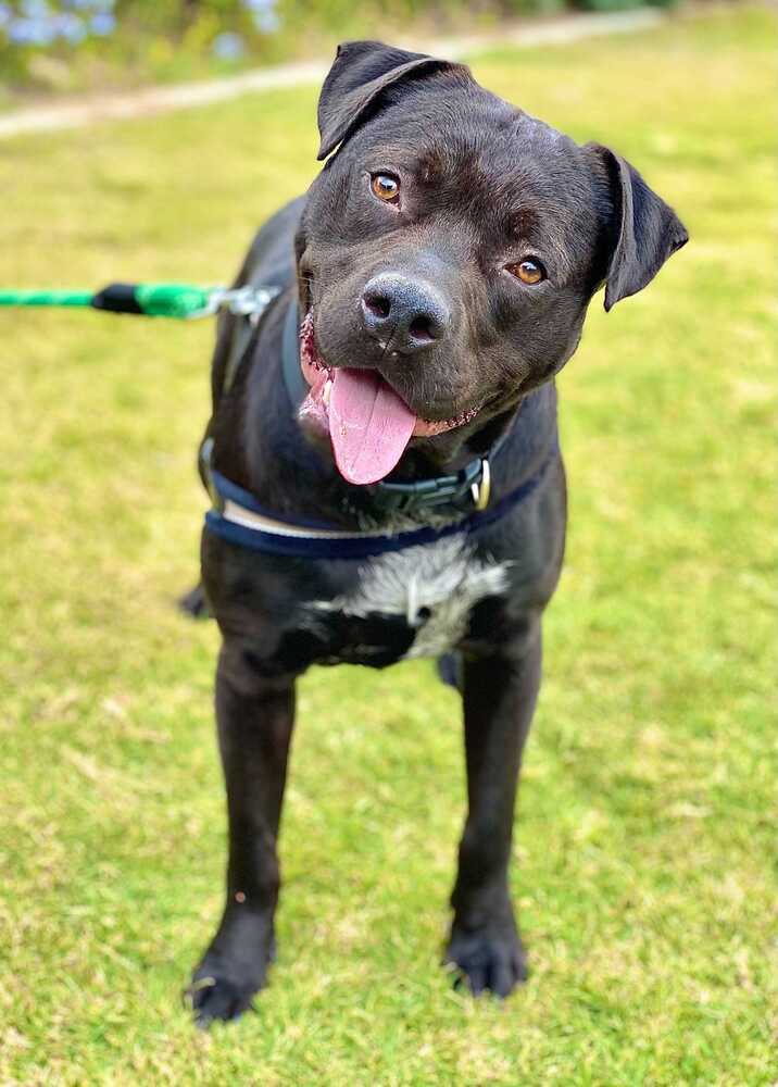 October, an adoptable Mixed Breed, Labrador Retriever in San Diego, CA, 92103 | Photo Image 1