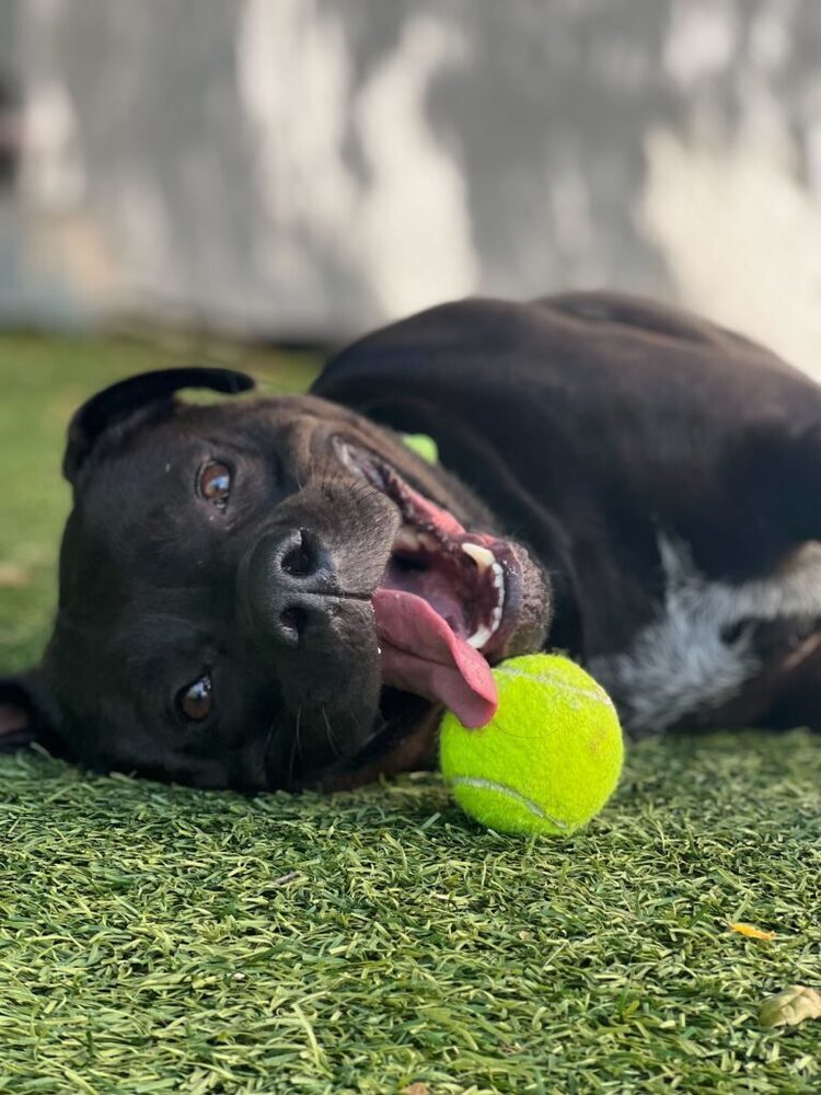 October, an adoptable Mixed Breed, Labrador Retriever in San Diego, CA, 92103 | Photo Image 2