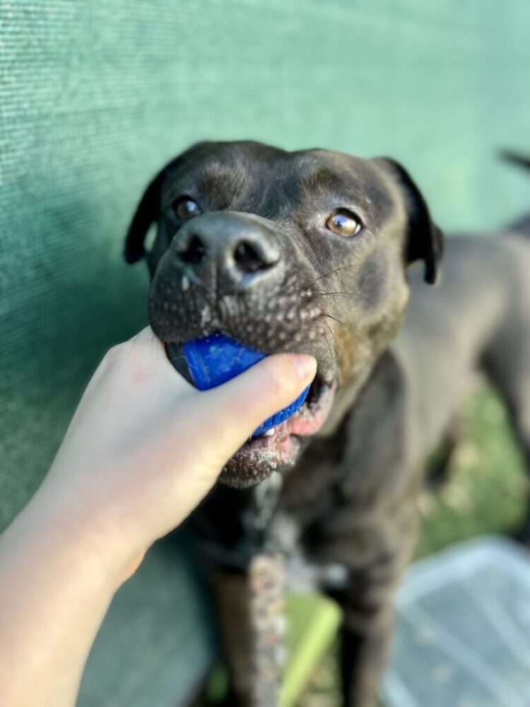 October, an adoptable Mixed Breed, Labrador Retriever in San Diego, CA, 92103 | Photo Image 3