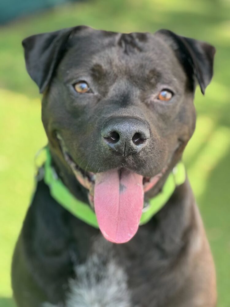 October, an adoptable Mixed Breed, Labrador Retriever in San Diego, CA, 92103 | Photo Image 4