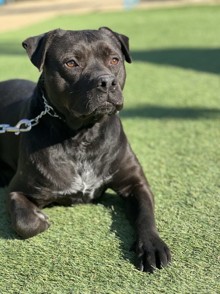 October, an adoptable Mixed Breed, Labrador Retriever in San Diego, CA, 92103 | Photo Image 5