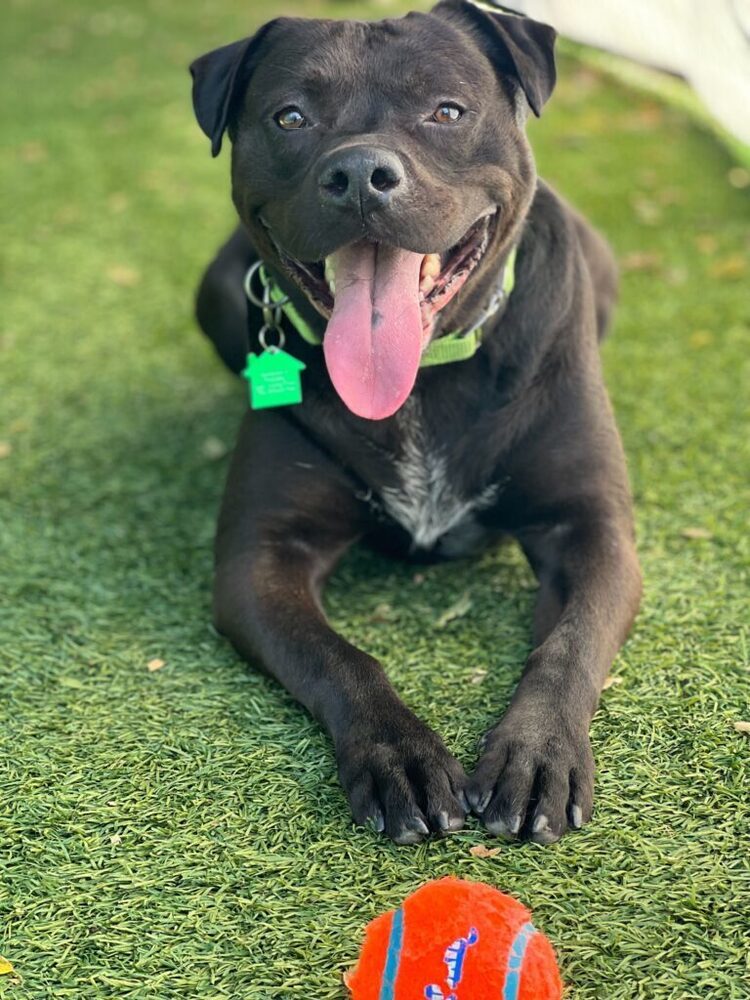 October, an adoptable Mixed Breed, Labrador Retriever in San Diego, CA, 92103 | Photo Image 6