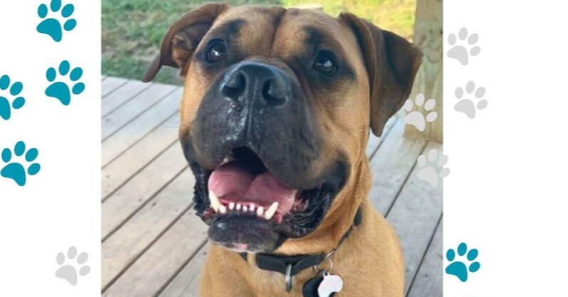 Bo Jangles, an adoptable Boxer, Mixed Breed in Xenia, OH, 45385 | Photo Image 1