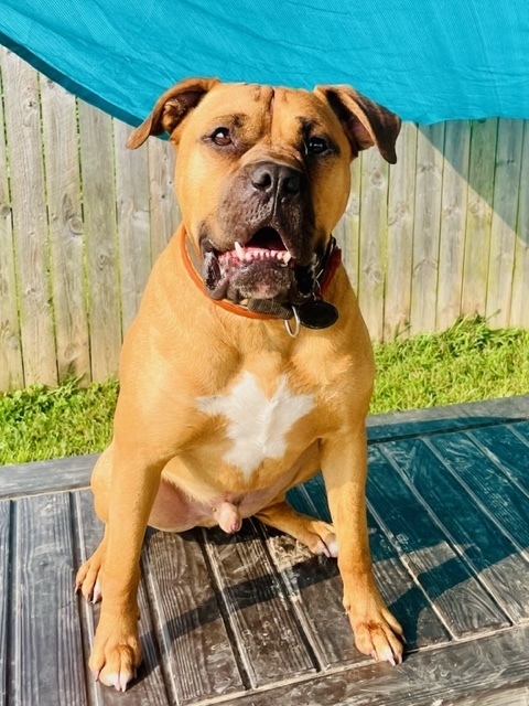 Bo Jangles, an adoptable Boxer, Mixed Breed in Xenia, OH, 45385 | Photo Image 2
