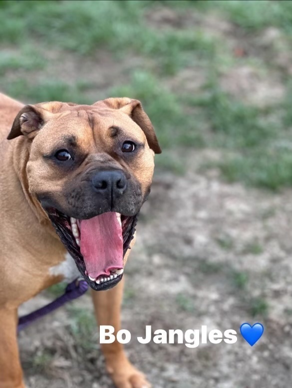 Bo Jangles, an adoptable Boxer, Mixed Breed in Xenia, OH, 45385 | Photo Image 3