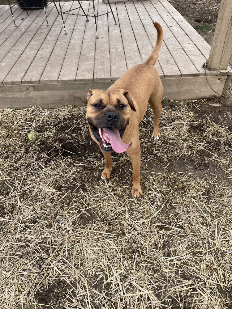 Bo Jangles, an adoptable Boxer, Mixed Breed in Xenia, OH, 45385 | Photo Image 4