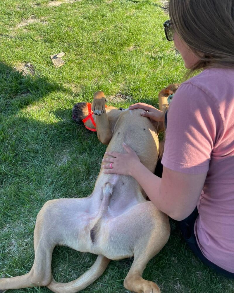 Bo Jangles, an adoptable Boxer, English Bulldog in Xenia, OH, 45385 | Photo Image 5