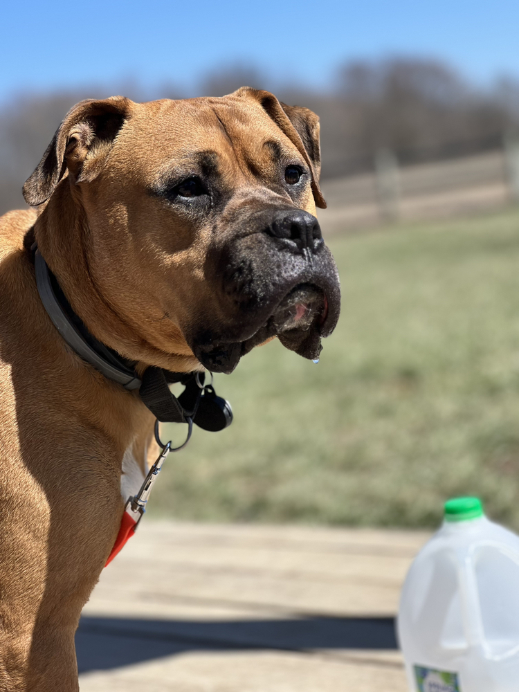 Bo Jangles, an adoptable Boxer, Mixed Breed in Xenia, OH, 45385 | Photo Image 6