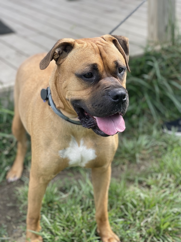 Bo Jangles, an adoptable Boxer, Mixed Breed in Xenia, OH, 45385 | Photo Image 6