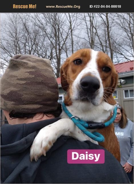 Daisy Mae (bonded w/ Koda)